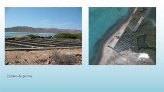 Cultivo de perlas 
