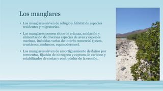 Los manglares 
• Los manglares sirven de refugio y hábitat de especies 
residentes y migratorias. 
• Los manglares poseen sitios de crianza, anidación y 
alimentación de diversas especies de aves y especies 
marinas, incluidas varias de interés comercial (peces, 
crustáceos, moluscos, equinodermos). 
• Los manglares sirven de amortiguamiento de daños por 
tormentas, fijación de nitrógeno y captura de carbono y 
estabilizador de costas y controlador de la erosión. 
 