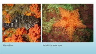 Mero chino Estrella de picos rojos 
 