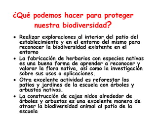 ¿Qué podemos hacer para proteger
nuestra biodiversidad?
Realizar exploraciones al interior del patio del
establecimiento y en el entorno del mismo para
reconocer la biodiversidad existente en el
entorno
La fabricación de herbarios con especies nativas
es una buena forma de aprender a reconocer y
valorar la flora nativa, así como la investigación
sobre sus usos o aplicaciones.
Otra excelente actividad es reforestar los
patios y jardines de la escuela con árboles y
arbustos nativos.
La construcción de cajas nidos alrededor de
árboles y arbustos es una excelente manera de
atraer la biodiversidad animal al patio de la
escuela
 
