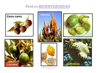Perú es BIODIVERSIDAD
Camu camu
Kiwicha
Guanábana
Tuna
Lúcuma
PITAHAYA
 