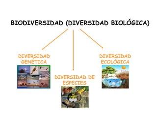BIODIVERSIDAD (DIVERSIDAD BIOLÓGICA)
DIVERSIDAD
GENÉTICA
DIVERSIDAD DE
ESPECIES
DIVERSIDAD
ECOLÓGICA
 