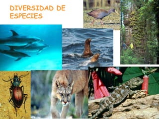 DIVERSIDAD DE
ESPECIES
 