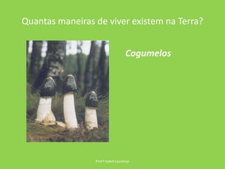 Quantas maneiras de viver existem na Terra?Prof.ª Isabel LourençoCogumelos