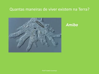 Quantas maneiras de viver existem na Terra?Prof.ª Isabel LourençoAmiba