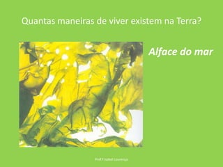 Quantas maneiras de viver existem na Terra?Prof.ª Isabel LourençoAlface do mar