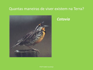 Quantas maneiras de viver existem na Terra?Prof.ª Isabel LourençoCotovia