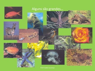 Alguns são grandes…Prof.ª Isabel Lourenço