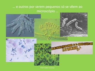 … e outros por serem pequenos só se vêem ao microscópio …Prof.ª Isabel Lourenço