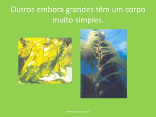 Outros embora grandes têm um corpo muito simples.Prof.ª Isabel Lourenço