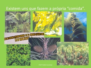 Existem uns que fazem a própria “comida”.Prof.ª Isabel Lourenço