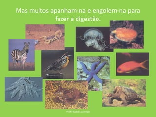 Mas muitos apanham-na e engolem-na para fazer a digestão.Prof.ª Isabel Lourenço