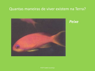 Quantas maneiras de viver existem na Terra?Prof.ª Isabel LourençoPeixe