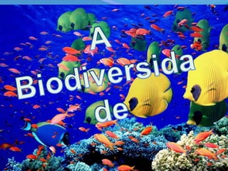 A Biodiversidade 