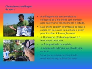 Observámos a anilhagem de aves : A anilhagem nas aves consiste na colocação de uma anilha com número para posterior reconhecimento e estudo. Essa anilha contém informação do local e a data em que a ave foi anilhada e assim permite obter informação sobre: -> O percurso efectuado pela ave e o tempo que demorou, -> A longevidade da espécie, -> Ameaça de extinção  ou não de uma espécie.Serve para conhecer determinados movimentos migratórios das aves