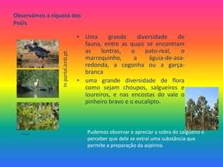 Observámos a riqueza dos PaúisUma grande diversidade de fauna, entre as quais se encontram as lontras, o pato-real, o marrequinho, a águia-de-asa-redonda, a cegonha ou a garça-brancauma grande diversidade de flora como sejam choupos, salgueiros e loureiros, e nas encostas do vale o pinheiro bravo e o eucalipto. Inportal.icnb.ptPudemos observar e apreciar a sobra do salgueiro e perceber que dele se extrai uma substância que permite a preparação da aspirina.choupo