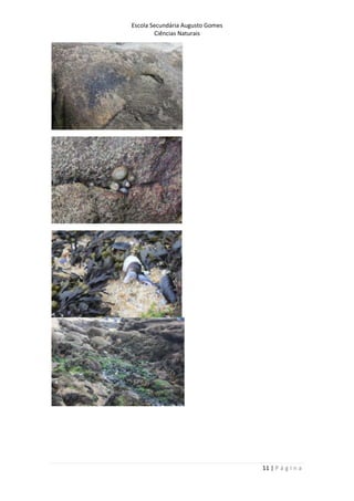 Escola Secundária Augusto Gomes
Ciências Naturais
11 | P á g i n a
 
