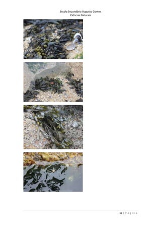 Escola Secundária Augusto Gomes
Ciências Naturais
12 | P á g i n a
 