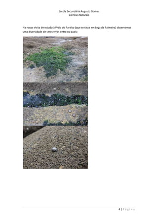 Escola Secundária Augusto Gomes
Ciências Naturais
4 | P á g i n a
Na nossa visita de estudo à Praia do Paraíso (que se situa em Leça da Palmeira) observamos
uma diversidade de seres vivos entre os quais:
 