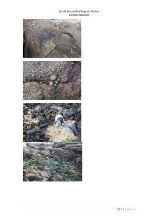 Escola Secundária Augusto Gomes
Ciências Naturais
11 | P á g i n a
 