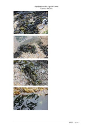Escola Secundária Augusto Gomes
Ciências Naturais
12 | P á g i n a
 