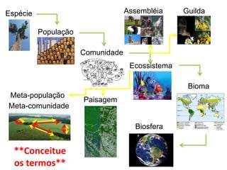 Biosfera
Bioma
População
Espécie
Comunidade
Assembléia Guilda
Paisagem
Ecossistema
Meta-comunidade
Meta-população
**Conceitue
os termos**
 