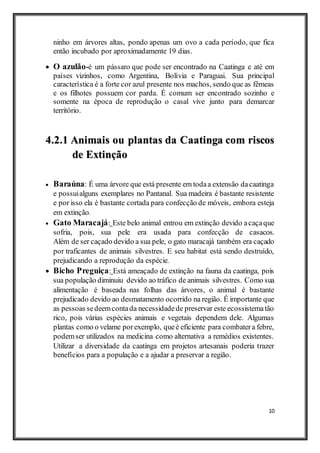 10
ninho em árvores altas, pondo apenas um ovo a cada período, que fica
então incubado por aproximadamente 19 dias.
 O azulão-é um pássaro que pode ser encontrado na Caatinga e até em
países vizinhos, como Argentina, Bolívia e Paraguai. Sua principal
característica é a forte cor azul presente nos machos, sendo que as fêmeas
e os filhotes possuem cor parda. É comum ser encontrado sozinho e
somente na época de reprodução o casal vive junto para demarcar
território.
4.2.1 Animais ou plantas da Caatinga com riscos
de Extinção
 Baraúna: É uma árvore que está presente em todaa extensão dacaatinga
e possuialguns exemplares no Pantanal. Sua madeira é bastante resistente
e por isso ela é bastante cortada para confecção de móveis, embora esteja
em extinção.
 Gato Maracajá: Este belo animal entrou em extinção devido acaçaque
sofria, pois, sua pele era usada para confecção de casacos.
Além de ser caçado devido a sua pele, o gato maracajá também era caçado
por traficantes de animais silvestres. E seu habitat está sendo destruído,
prejudicando a reprodução da espécie.
 Bicho Preguiça: Está ameaçado de extinção na fauna da caatinga, pois
sua população diminuiu devido ao tráfico de animais silvestres. Como sua
alimentação é baseada nas folhas das árvores, o animal é bastante
prejudicado devido ao desmatamento ocorrido na região. É importante que
as pessoas sedeemcontada necessidadede preservar este ecossistematão
rico, pois várias espécies animais e vegetais dependem dele. Algumas
plantas como o velame porexemplo, queé eficiente para combatera febre,
podemser utilizados na medicina como alternativa a remédios existentes.
Utilizar a diversidade da caatinga em projetos artesanais poderia trazer
benefícios para a população e a ajudar a preservar a região.
 