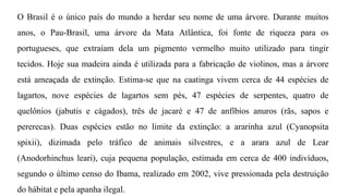 O Brasil é o único país do mundo a herdar seu nome de uma árvore. Durante muitos
anos, o Pau-Brasil, uma árvore da Mata Atlântica, foi fonte de riqueza para os
portugueses, que extraíam dela um pigmento vermelho muito utilizado para tingir
tecidos. Hoje sua madeira ainda é utilizada para a fabricação de violinos, mas a árvore
está ameaçada de extinção. Estima-se que na caatinga vivem cerca de 44 espécies de
lagartos, nove espécies de lagartos sem pés, 47 espécies de serpentes, quatro de
quelônios (jabutis e cágados), três de jacaré e 47 de anfíbios anuros (rãs, sapos e
pererecas). Duas espécies estão no limite da extinção: a ararinha azul (Cyanopsita
spixii), dizimada pelo tráfico de animais silvestres, e a arara azul de Lear
(Anodorhinchus leari), cuja pequena população, estimada em cerca de 400 indivíduos,
segundo o último censo do Ibama, realizado em 2002, vive pressionada pela destruição
do hábitat e pela apanha ilegal.
 