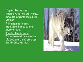 Região Neoártica :  Toda a América do  Norte, indo até a fronteira sul  do Mexico .   Principais animais:  urso,alce, lince, coiote, lebre e lobo. Região Neotropical : Estende-se do centro do México até o extremo sul da América do Sul. 