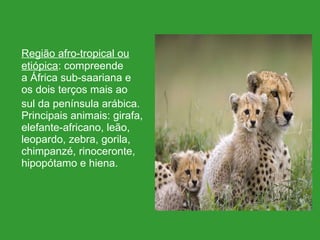 Região afro-tropical ou etiópica : compreende a África sub-saariana e os dois terços mais ao sul da península arábica. Principais animais: girafa, elefante-africano, leão, leopardo, zebra, gorila, chimpanzé, rinoceronte, hipopótamo e hiena. 