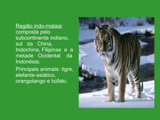 Região indo-malaia : composta pelo subcontinente indiano,  sul  da  China, Indochina, Filipinas  e  a metade  Ocidental  da Indonésia.  Principais animais: tigre,  elefante-asiático, orangotango e búfalo.  