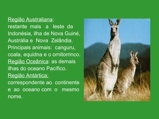 Região Australiana : restante  mais  a  leste  da  Indonésia, ilha de Nova Guiné,  Austrália e  Nova  Zelândia.  Principais animais:  canguru,  coala, equidna e o ornitorrinco. Região Oceânica : as demais  ilhas do oceano Pacífico. Região Antártica:   correspondente ao  continente  e  ao  oceano com  o  mesmo  nome. 