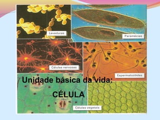 Unidade básica da vida:
CÉLULA

 