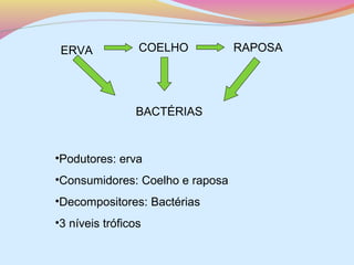 ERVA

COELHO

BACTÉRIAS

•Podutores: erva
•Consumidores: Coelho e raposa
•Decompositores: Bactérias
•3 níveis tróficos

RAPOSA

 