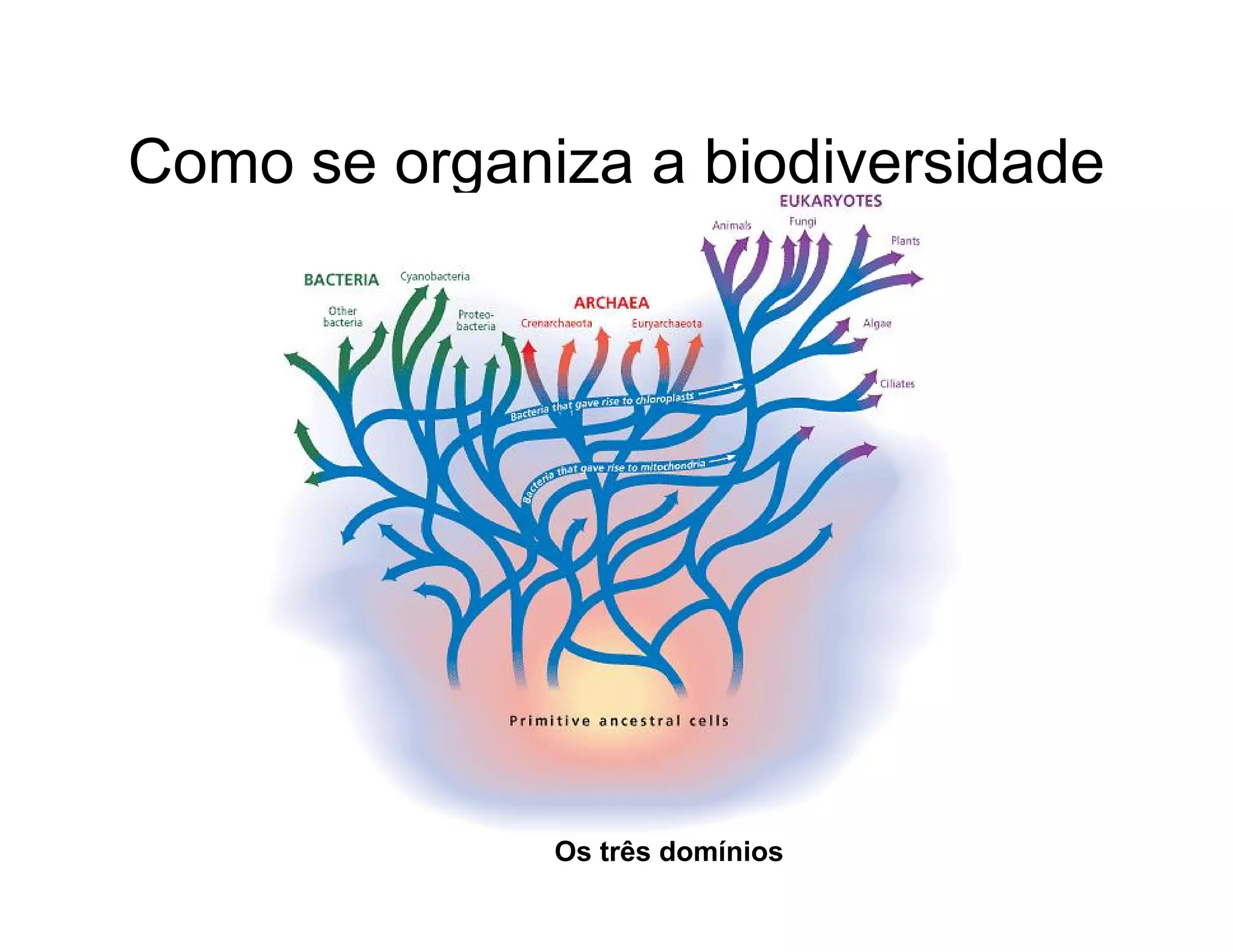 Biodiversidade ppt
