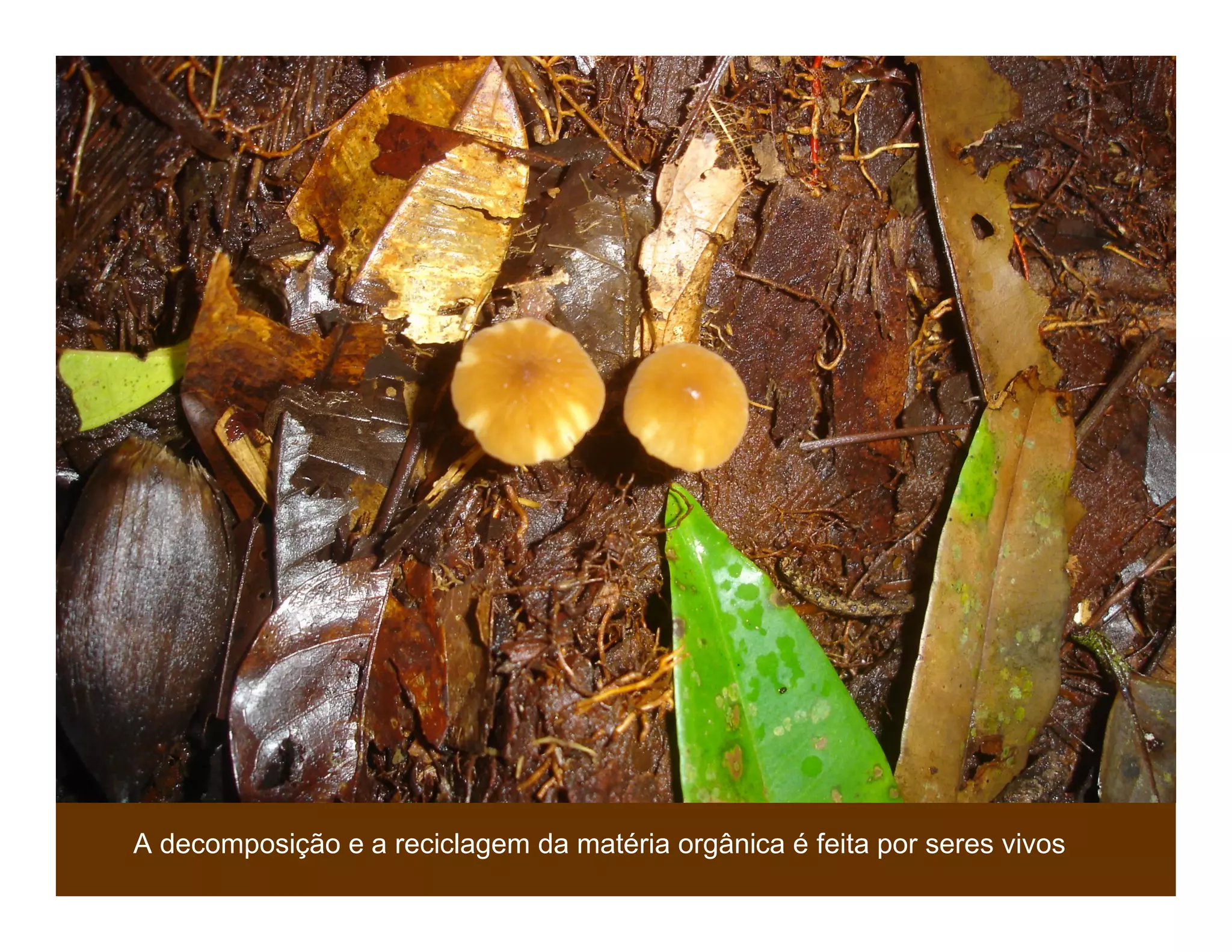 Biodiversidade ppt