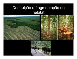 Biodiversidade ppt