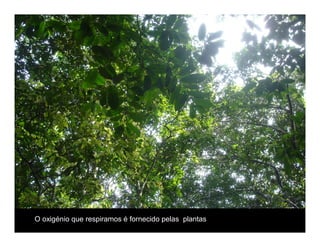 Biodiversidade ppt