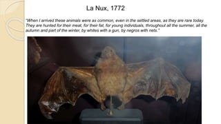 La Nux, 1772
“When I arrived these animals were as common, even in the settled areas, as they are rare today.
They are hunted for their meat, for their fat, for young individuals, throughout all the summer, all the
autumn and part of the winter, by whites with a gun, by negros with nets.”
 