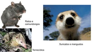 Ratos e
camundongos
Tenrecídios
Suricatos e mangustos
 
