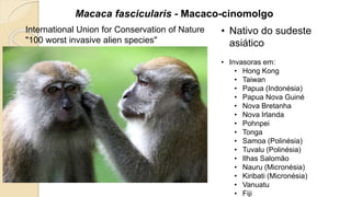 Macaca fascicularis - Macaco-cinomolgo
• Nativo do sudeste
asiático
• Invasoras em:
• Hong Kong
• Taiwan
• Papua (Indonésia)
• Papua Nova Guiné
• Nova Bretanha
• Nova Irlanda
• Pohnpei
• Tonga
• Samoa (Polinésia)
• Tuvalu (Polinésia)
• Ilhas Salomão
• Nauru (Micronésia)
• Kiribati (Micronésia)
• Vanuatu
• Fiji
International Union for Conservation of Nature
"100 worst invasive alien species"
 