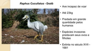 Raphus Cucullatus - Dodô
• Ave incapaz de voar
• Até 23kg
• Predada em grande
quantidade pelos
humanos
• Espécies invasoras
predavam seus ovos e
filhotes
• Extinta no século XVII -
1681
 