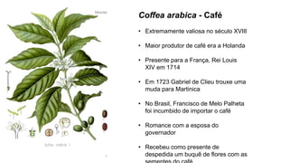 Coffea arabica - Café
• Extremamente valiosa no século XVIII
• Maior produtor de café era a Holanda
• Presente para a França, Rei Louis
XIV em 1714
• Em 1723 Gabriel de Clieu trouxe uma
muda para Martinica
• No Brasil, Francisco de Melo Palheta
foi incumbido de importar o café
• Romance com a esposa do
governador
• Recebeu como presente de
despedida um buquê de flores com as
 