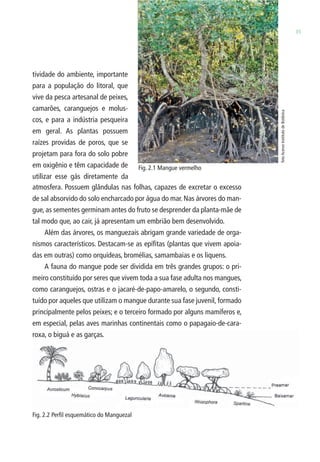2. BIOMAS DO ESTADO DE SÃO PAULO 35 
tividade do ambiente, importante 
para a população do litoral, que 
vive da pesca artesanal de peixes, 
camarões, caranguejos e molus-cos, 
e para a indústria pesqueira 
em geral. As plantas possuem 
raízes providas de poros, que se 
projetam para fora do solo pobre 
em oxigênio e têm capacidade de 
utilizar esse gás diretamente da 
Fig. 2.1 Mangue vermelho 
atmosfera. Possuem glândulas nas folhas, capazes de excretar o excesso 
de sal absorvido do solo encharcado por água do mar. Nas árvores do man-gue, 
as sementes germinam antes do fruto se desprender da planta-mãe de 
tal modo que, ao cair, já apresentam um embrião bem desenvolvido. 
Além das árvores, os manguezais abrigam grande variedade de orga-nismos 
característicos. Destacam-se as epífi tas (plantas que vivem apoia-das 
em outras) como orquídeas, bromélias, samambaias e os liquens. 
A fauna do mangue pode ser dividida em três grandes grupos: o pri-meiro 
constituído por seres que vivem toda a sua fase adulta nos mangues, 
como caranguejos, ostras e o jacaré-de-papo-amarelo, o segundo, consti-tuído 
por aqueles que utilizam o mangue durante sua fase juvenil, formado 
principalmente pelos peixes; e o terceiro formado por alguns mamíferos e, 
em especial, pelas aves marinhas continentais como o papagaio-de-cara-roxa, 
o biguá e as garças. 
Fig. 2.2 Perfi l esquemático do Manguezal 
foto Acervo Instituto de Botânica 
 