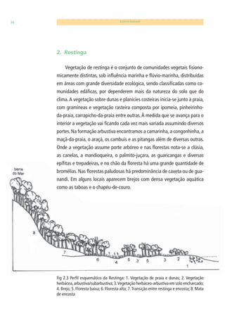 36 BIODIVERSIDADE 
2. Restinga 
Vegetação de restinga é o conjunto de comunidades vegetais fi siono-micamente 
distintas, sob infl uência marinha e fl úvio-marinha, distribuídas 
em áreas com grande diversidade ecológica, sendo classifi cadas como co-munidades 
edáfi cas, por dependerem mais da natureza do solo que do 
clima. A vegetação sobre dunas e planícies costeiras inicia-se junto à praia, 
com gramíneas e vegetação rasteira composta por ipomeia, pinheirinho-da- 
praia, carrapicho-da-praia entre outras. À medida que se avança para o 
interior a vegetação vai fi cando cada vez mais variada assumindo diversos 
portes. Na formação arbustiva encontramos a camarinha, a congonhinha, a 
maçã-da-praia, o araçá, os cambuis e as pitangas além de diversas outras. 
Onde a vegetação assume porte arbóreo e nas fl orestas nota-se a clúsia, 
as canelas, a mandioqueira, o palmito-juçara, as guaricangas e diversas 
epífi tas e trepadeiras, e no chão da fl oresta há uma grande quantidade de 
bromélias. Nas fl orestas paludosas há predominância de caxeta ou de gua-nandi. 
Em alguns locais aparecem brejos com densa vegetação aquática 
como as taboas e o chapéu-de-couro. 
Fig 2.3 Perfi l esquemático da Restinga: 1. Vegetação de praia e dunas; 2. Vegetação 
herbácea, arbustiva/subarbustiva; 3. Vegetação herbáceo-arbustiva em solo encharcado; 
4. Brejo; 5. Floresta baixa; 6. Floresta alta; 7. Transição entre restinga e encosta; 8. Mata 
de encosta 
 