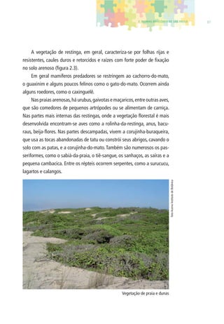 2. BIOMAS DO ESTADO DE SÃO PAULO 37 
A vegetação de restinga, em geral, caracteriza-se por folhas rijas e 
resistentes, caules duros e retorcidos e raízes com forte poder de fi xação 
no solo arenoso (fi gura 2.3). 
Em geral mamíferos predadores se restringem ao cachorro-do-mato, 
o guaxinim e alguns poucos felinos como o gato-do-mato. Ocorrem ainda 
alguns roedores, como o caxinguelê. 
Nas praias arenosas, há urubus, gaivotas e maçaricos, entre outras aves, 
que são comedores de pequenos artrópodes ou se alimentam de carniça. 
Nas partes mais internas das restingas, onde a vegetação fl orestal é mais 
desenvolvida encontram-se aves como a rolinha-da-restinga, anus, bacu-raus, 
beija-fl ores. Nas partes descampadas, vivem a corujinha-buraqueira, 
que usa as tocas abandonadas de tatu ou constrói seus abrigos, cavando o 
solo com as patas, e a corujinha-do-mato. Também são numerosos os pas-seriformes, 
como o sabiá-da-praia, o tiê-sangue, os sanhaços, as saíras e a 
pequena cambacica. Entre os répteis ocorrem serpentes, como a surucucu, 
lagartos e calangos. 
Vegetação de praia e dunas 
foto Acervo Instituto de Botânica 
 