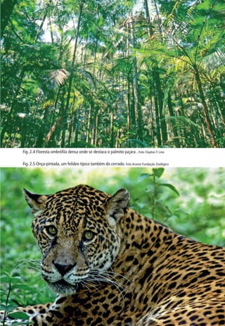 2. BIOMAS DO ESTADO DE SÃO PAULO 39 
Fig. 2.4 Floresta ombrófi la densa onde se destaca o palmito-juçara . Foto Clayton F. Lino 
Fig. 2.5 Onça-pintada, um felídeo típico também do cerrado. Foto Acervo Fundação Zoológico 
 