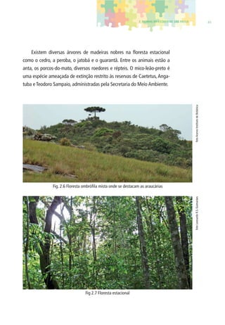2. BIOMAS DO ESTADO DE SÃO PAULO 41 
Existem diversas árvores de madeiras nobres na fl oresta estacional 
como o cedro, a peroba, o jatobá e o guarantã. Entre os animais estão a 
anta, os porcos-do-mato, diversos roedores e répteis. O mico-leão-preto é 
uma espécie ameaçada de extinção restrito às reservas de Caetetus, Anga-tuba 
e Teodoro Sampaio, administradas pela Secretaria do Meio Ambiente. 
Fig. 2.6 Floresta ombrófi la mista onde se destacam as araucárias 
Fig 2.7 Floresta estacional 
foto Leonardo R.S. Guimarães foto Acervo Instituto de Botânica 
 