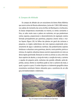 42 BIODIVERSIDADE 
6. Campos de Altitude 
Os campos de altitude são um ecossistema do bioma Mata Atlântica 
que ocorre acima da fl oresta altomontana, (acima de 1.500-2.000 metros), 
nas cadeias de montanha das serras do Mar, da Mantiqueira e da Bocaina. 
As baixas temperaturas encontradas no inverno, os ventos constantes e 
frios, os solos muito rasos e pobres em nutrientes, em que predominam 
rochas expostas, proporcionam o desenvolvimento de vegetação rasteira 
formada principalmente por gramíneas, pequenas árvores tortas e mui-tos 
liquens (fi gura 2.8). As folhas das plantas em geral são coríaceas e 
pequenas, os órgãos subterrâneos são mais espessos propiciando arma-zenamento 
de água e substâncias nutritivas. São predominantes espécies 
herbáceas e arbustivas como gramíneas, alecrim, maria-pretinha, pixirica e 
mimosa. As espécies arbustivas baixas ocorrem esparsamente em meio ao 
denso tapete graminoide. Destacam-se entre os animais as aves, entre elas 
duas espécies de abutres, a coruja-do-mato, o corujão-da-mata, a seriema 
e aquelas de pequeno porte, exclusivas das grandes altitudes: peito-de-pinhão, 
catraca. Dentre os mamíferos pode-se citar o cachorro-do-mato, o 
quati, o guará e a paca. O caráter disjunto e o isolamento geográfi co desse 
ecossistema constituem fatores relevantes para a ocorrência de um alto 
grau de biodiversidade e endemismo. 
Fig. 2.8 Campos da Serra da Bocaina em São Paulo 
foto Acervo Instituto de Botânica 
 