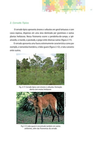 2. BIOMAS DO ESTADO DE SÃO PAULO 47 
2. Cerrado Típico 
O cerrado típico apresenta árvores e arbustos em geral tortuosos e com 
casca espessa, dispersos em uma área dominada por gramíneas e outras 
plantas herbáceas. Nessa fi sionomia ocorre a perobinha-do-campo, o ipê-amarelo, 
o marolo, o paratudo, o pequi entre diversas outras (fi gura 2.11). 
O cerrado apresenta uma fauna extremamente característica como por 
exemplo, o tamanduá-bandeira, o lobo-guará (fi gura 2.12), o tatu-canastra 
entre outros. 
Fig. 2.11 Cerrado típico com árvores e arbustos. Formação 
aberta com muitas herbáceas 
Fig 2.12 Lobo-guará é encontrado também em outros 
ambientes, além das fi sionomias do cerrado 
foto Fausto Pires de Campos foto Acervo Instituto de Botânica 
 